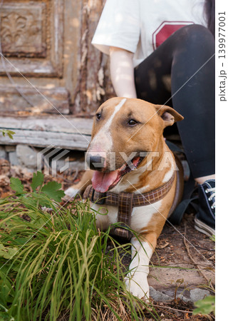 Tan Bull Terrier Dog Sitting Outdoors Near Wooden Door and Person in Casual Clothing Tan Bull Terrier Dog Sitting Outdoors Near Wooden Door and Person in Casual Clothing 139977001