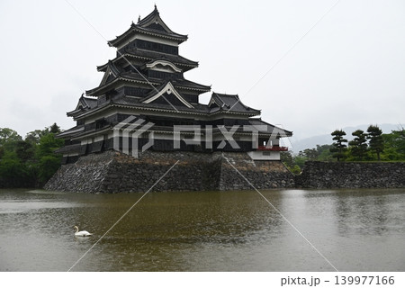 五月、雨の松本城天守とお堀に浮かぶ水鳥 五月、雨の松本城天守とお堀に浮かぶ水鳥 139977166
