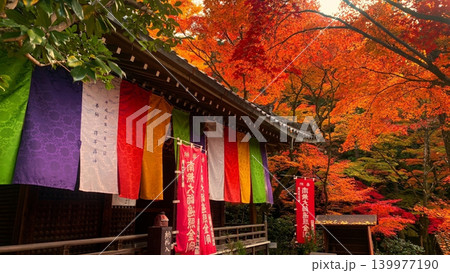 京都・今熊野観音寺の本堂を彩る鮮やかな紅葉と五色幕の秋景色 京都・今熊野観音寺の本堂を彩る鮮やかな紅葉と五色幕の秋景色 139977190