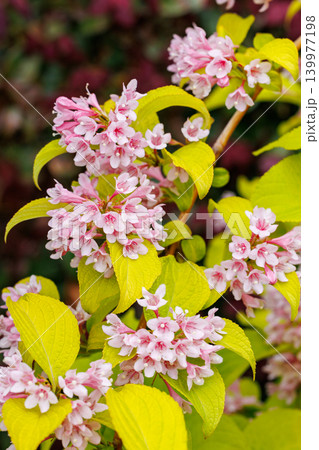 ガーデンで美しく咲く黄色い葉のピンク色のタニウツギの花 ガーデンで美しく咲く黄色い葉のピンク色のタニウツギの花 139977198