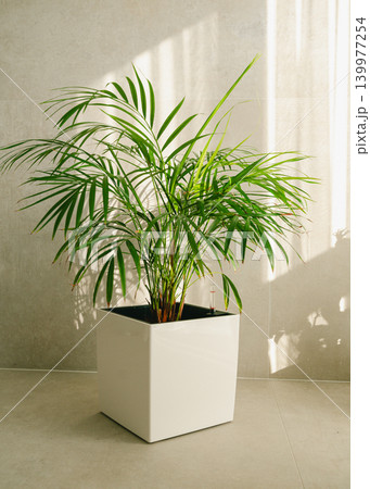 A Hamedorea Elegance stands in a room with beams of light falling on it and the wall. . High quality photo 139977254