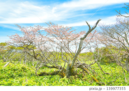 栃木県那須郡那須町 日の出平に咲くミネザクラ 栃木県那須郡那須町 日の出平に咲くミネザクラ 139977355
