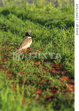 Little Bustard, Spain 139977429