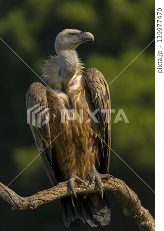 Eurasian Griffon Vulture Eurasian Griffon Vulture 139977470