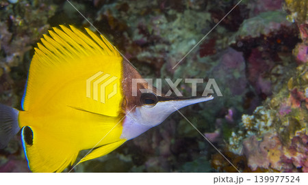 Long-nose Butterflyfish,South Ari Atoll, Maldives 139977524
