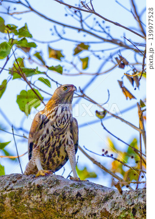 Changeable Hawk Eagle, Royal Bardia National Park, Nepal Changeable Hawk Eagle, Royal Bardia National Park, Nepal 139977528