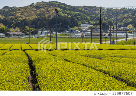袋井市の三川の茶畑の風景(静岡県) 袋井市の三川の茶畑の風景(静岡県) 139977607