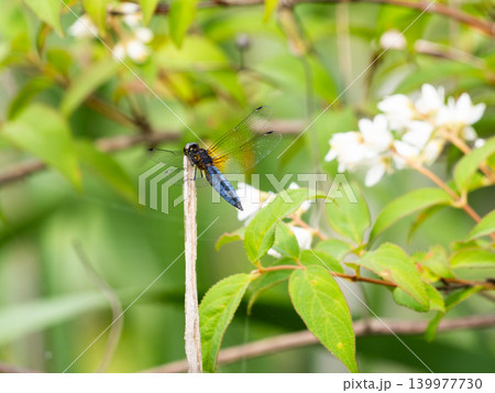 ウツギの花のそばにある枯草にとまるハラビロトンボ 139977730