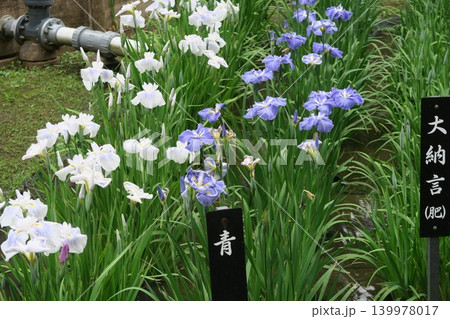 しょうぶ沼公園の花菖蒲と白い花 しょうぶ沼公園の花菖蒲と白い花 139978017