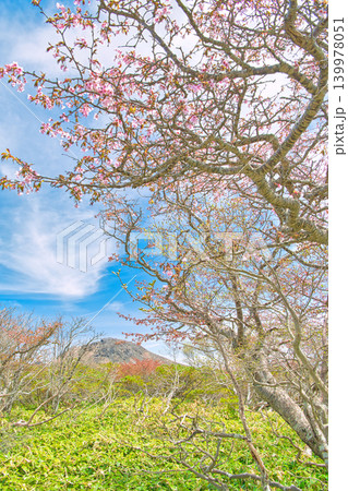 栃木県那須郡那須町　日の出平から見る茶臼岳とミネザクラ 139978051