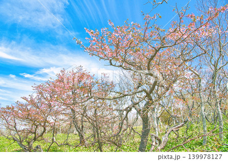 栃木県那須郡那須町 日の出平に咲くミネザクラ 栃木県那須郡那須町 日の出平に咲くミネザクラ 139978127