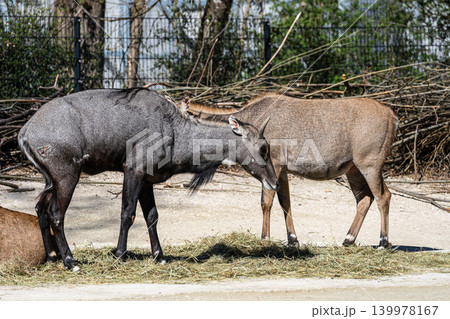 The nilgai or blue cow. Boselaphus tragocamelus is the largest Asian antelope The nilgai or blue cow. Boselaphus tragocamelus is the largest Asian antelope 139978167