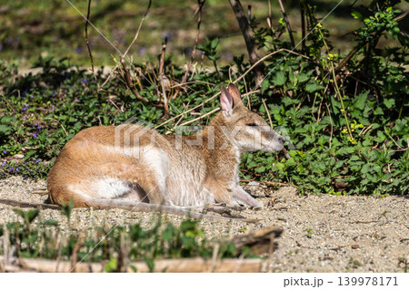 The agile wallaby, Macropus agilis also known as the sandy wallaby The agile wallaby, Macropus agilis also known as the sandy wallaby 139978171