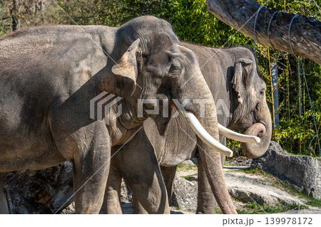 The Asian elephant, Elephas maximus also called Asiatic elephant The Asian elephant, Elephas maximus also called Asiatic elephant 139978172