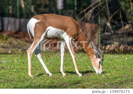 Dama gazelle, Gazella dama mhorr or mhorr gazelle is a species of gazelle 139978173