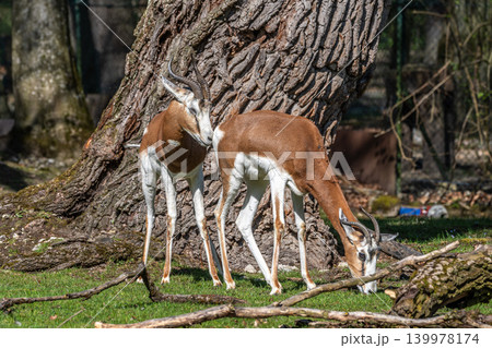 Dama gazelle, Gazella dama mhorr or mhorr gazelle is a species of gazelle Dama gazelle, Gazella dama mhorr or mhorr gazelle is a species of gazelle 139978174