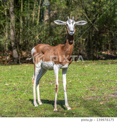 Dama gazelle, Gazella dama mhorr or mhorr gazelle is a species of gazelle Dama gazelle, Gazella dama mhorr or mhorr gazelle is a species of gazelle 139978175