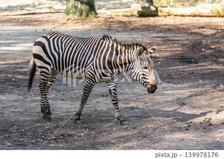 Hartmann's Mountain Zebra, Equus zebra hartmannae. An endangered zebra Hartmann's Mountain Zebra, Equus zebra hartmannae. An endangered zebra 139978176