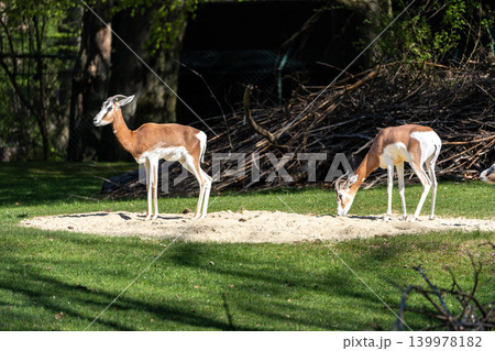 Dama gazelle, Gazella dama mhorr or mhorr gazelle is a species of gazelle Dama gazelle, Gazella dama mhorr or mhorr gazelle is a species of gazelle 139978182