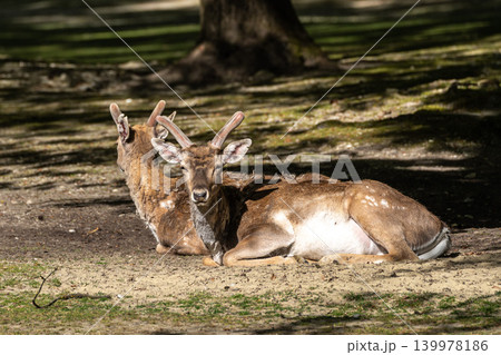 The fallow deer, Dama mesopotamica is a ruminant mammal The fallow deer, Dama mesopotamica is a ruminant mammal 139978186