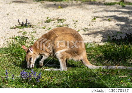The agile wallaby, Macropus agilis also known as the sandy wallaby The agile wallaby, Macropus agilis also known as the sandy wallaby 139978187