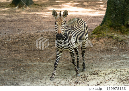 Hartmann's Mountain Zebra, Equus zebra hartmannae. An endangered zebra Hartmann's Mountain Zebra, Equus zebra hartmannae. An endangered zebra 139978188