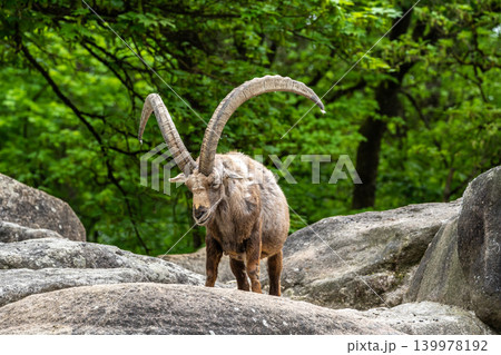 Alpine ibex, Capra ibex is a species of wild goat that lives in the mountains of the European Alps. Alpine ibex, Capra ibex is a species of wild goat that lives in the mountains of the European Alps. 139978192