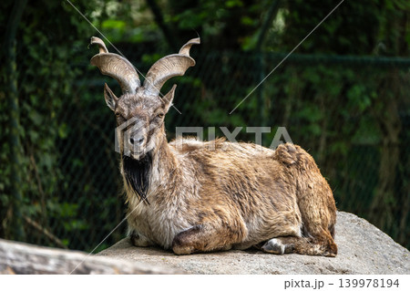 Turkmenian markhor, Capra falconeri heptneri living on the rocks Turkmenian markhor, Capra falconeri heptneri living on the rocks 139978194
