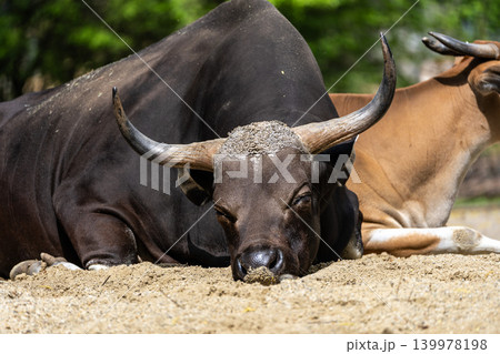 Banteng, Bos javanicus or Red Bull is a type of wild cattle. Banteng, Bos javanicus or Red Bull is a type of wild cattle. 139978198