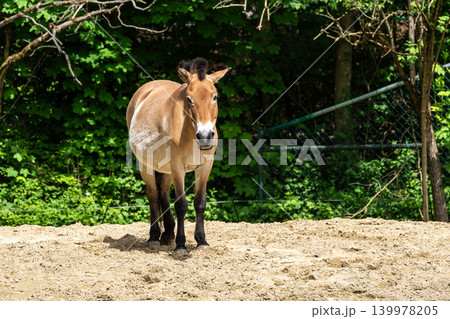Przewalski's horse or Mongolian wild horse, Equus ferus przewalskii grazing on a field in Munich, Bavaria, Germany Przewalski's horse or Mongolian wild horse, Equus ferus przewalskii grazing on a field in Munich, Bavaria, Germany 139978205