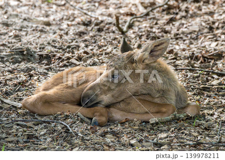Baby of moose or elk, Alces alces is the largest extant species in the deer family. Baby of moose or elk, Alces alces is the largest extant species in the deer family. 139978211