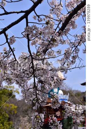 日本の愛知県の犬山市　春の犬山祭りと満開の桜　犬山城前広場に集まる車山　からくり人形の奉納前の光景 139978289