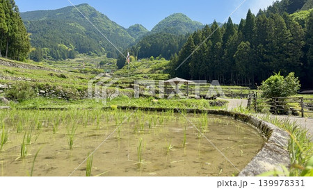 五月晴れの青空に泳ぐ鯉のぼりと鞍掛山の新緑に彩られた田植え直後の棚田〈四谷千枚田/愛知県新城市〉 139978331