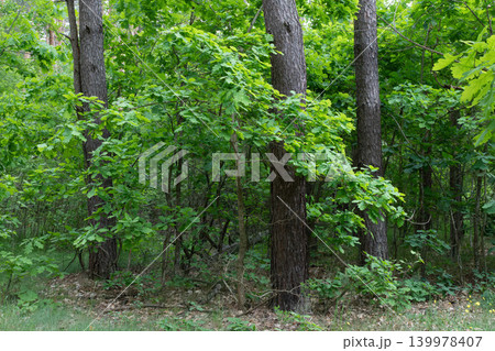 green deciduous forest on a sunny day 139978407