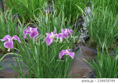 雨に濡れる花菖蒲は剣の舞 雨に濡れる花菖蒲は剣の舞 139978744