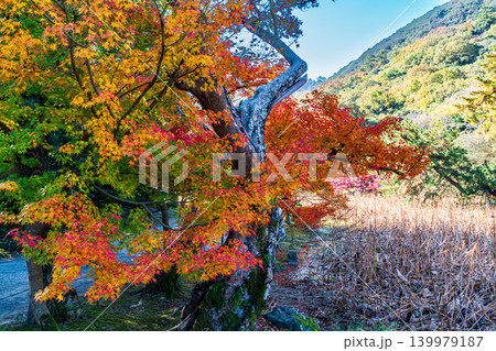 【特別名勝】栗林公園　晩秋の風景　楓の老木の紅葉5　香川県高松市 139979187