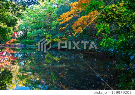 【特別名勝】栗林公園 晩秋の風景 群鴨池の東端と紅葉 香川県高松市 【特別名勝】栗林公園 晩秋の風景 群鴨池の東端と紅葉 香川県高松市 139979202
