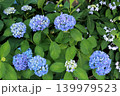 初夏に咲く青い紫陽花 139979523