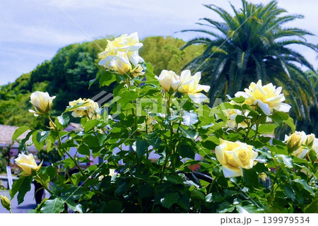 沢山咲いた黄色の薔薇 139979534
