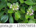 咲き始めの可憐なガクアジサイ 139979858