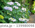 初夏の散歩道に咲くアジサイ 139980098