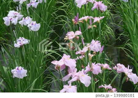ハナショウブのピンクの花は葵の上 ハナショウブのピンクの花は葵の上 139980101