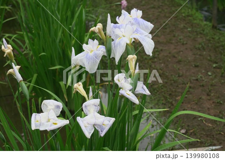 しょうぶ沼公園の白紫の花菖蒲 しょうぶ沼公園の白紫の花菖蒲 139980108
