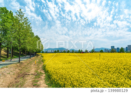 Seoul, South Korea - May. 10, 2026 : Beautiful yellow canola flower fields along the Han River with Guri-Amsa Bridge in the background on a bright spring day, Guri, South Korea Seoul, South Korea - May. 10, 2026 : Beautiful yellow canola flower fields along the Han River with Guri-Amsa Bridge in the background on a bright spring day, Guri, South Korea 139980129
