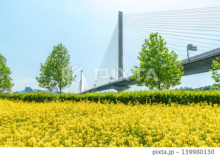 Seoul, South Korea - May. 10, 2026 : Beautiful yellow canola flower fields along the Han River with Guri-Amsa Bridge in the background on a bright spring day, Guri, South Korea Seoul, South Korea - May. 10, 2026 : Beautiful yellow canola flower fields along the Han River with Guri-Amsa Bridge in the background on a bright spring day, Guri, South Korea 139980130