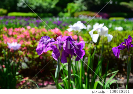 紫色のハナショウブと色とりどりの花々 紫色のハナショウブと色とりどりの花々 139980191