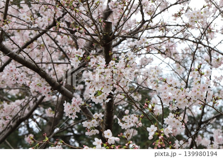 春の公園に咲く薄桃色のソメイヨシノの桜の花 春の公園に咲く薄桃色のソメイヨシノの桜の花 139980194