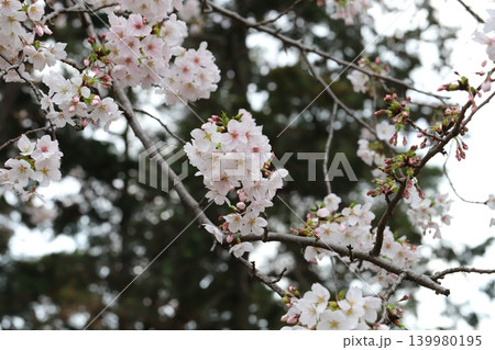 春の公園に咲く薄桃色のソメイヨシノの桜の花 春の公園に咲く薄桃色のソメイヨシノの桜の花 139980195