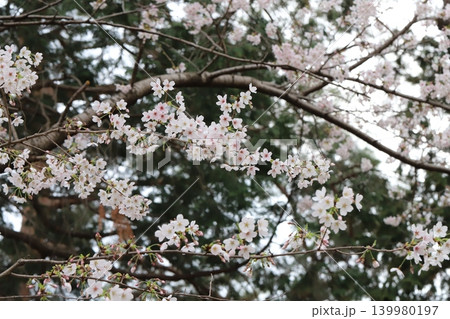 春の公園に咲く薄桃色のソメイヨシノの桜の花 139980197