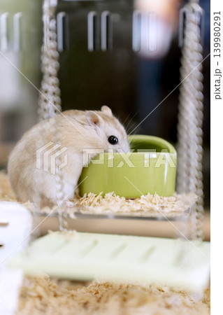 食器でエサを食べるジャンガリアンハムスター 食器でエサを食べるジャンガリアンハムスター 139980291